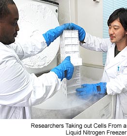 Researchers Taking out Cells Froma Liquid Witrogen Freezer