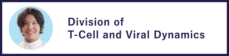Division of T-Cell and Viral Dynamics